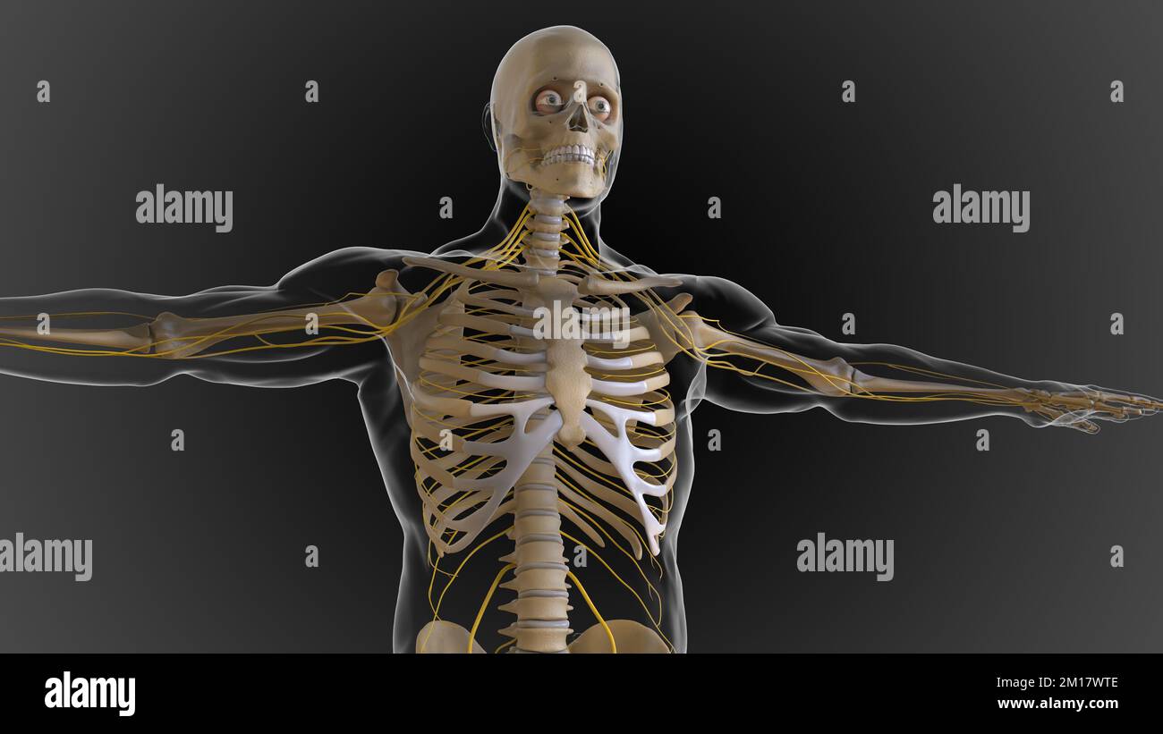 The bony skeleton is divided into 2 parts axial skeleton and