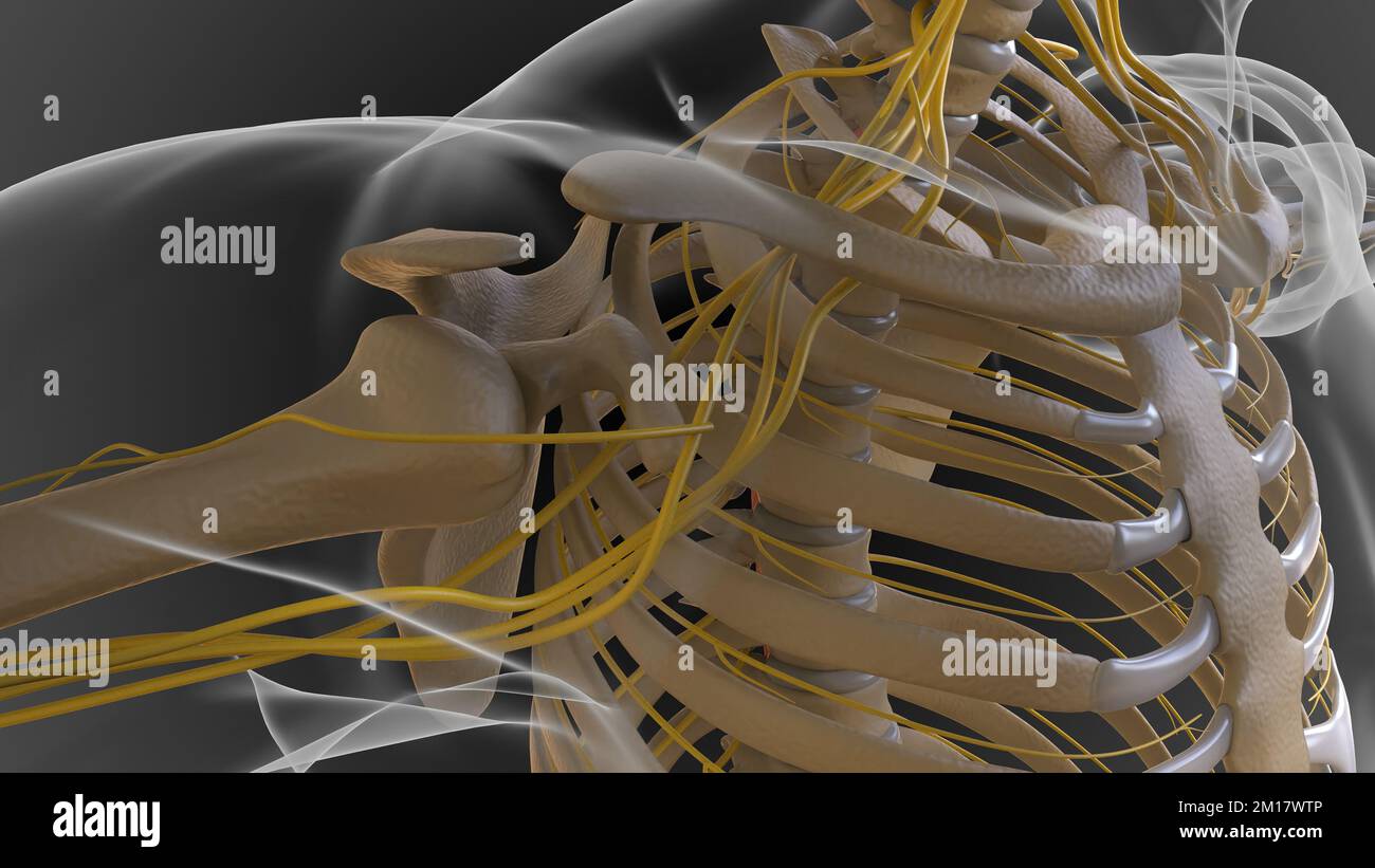 The bony skeleton is divided into 2 parts axial skeleton and ...