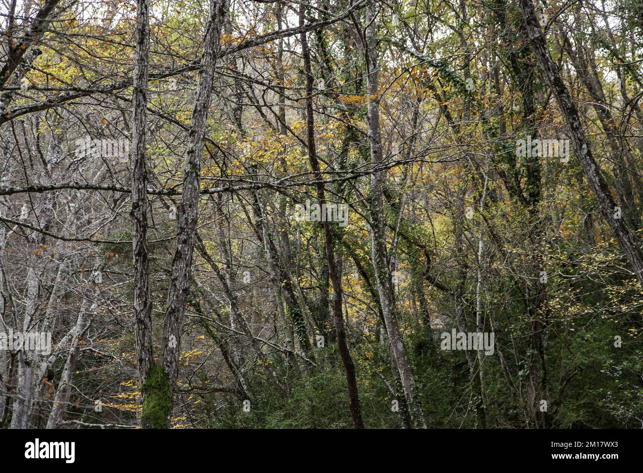 Leafy forest hi-res stock photography and images - Alamy