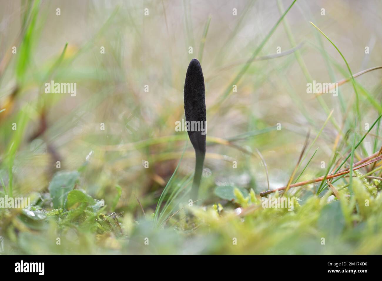 Black Earth Tongue (Geoglossum Umbratile), fruiting body between moss, member of the new fungus group Lichinomycetes, Brachter Wald, North Rhine-Westp Stock Photo