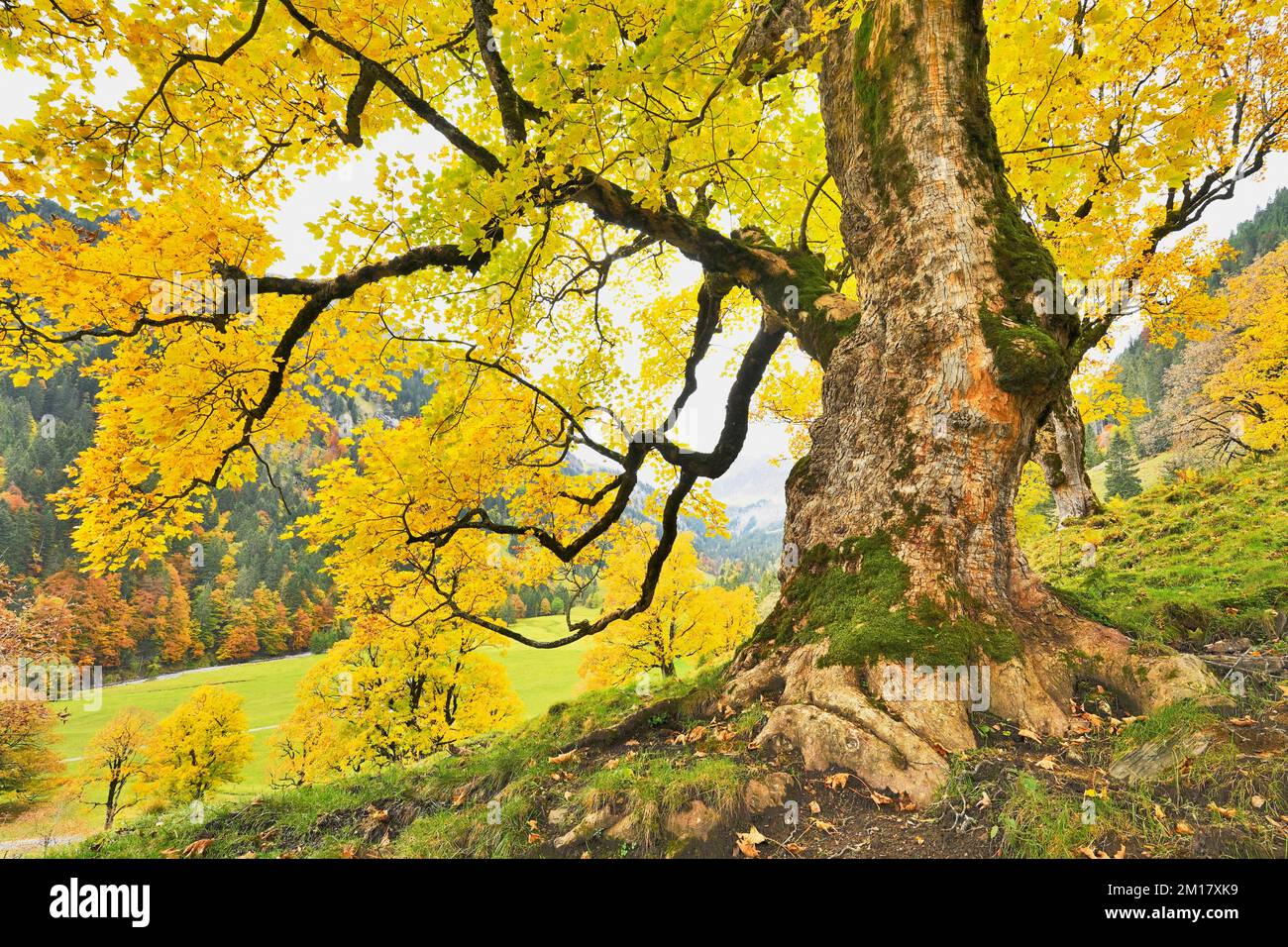 Autumn-coloured sycamore maple (Acer pseudoplatanus), Klöntal, Canton Glarus, Switzerland, Europe Stock Photo