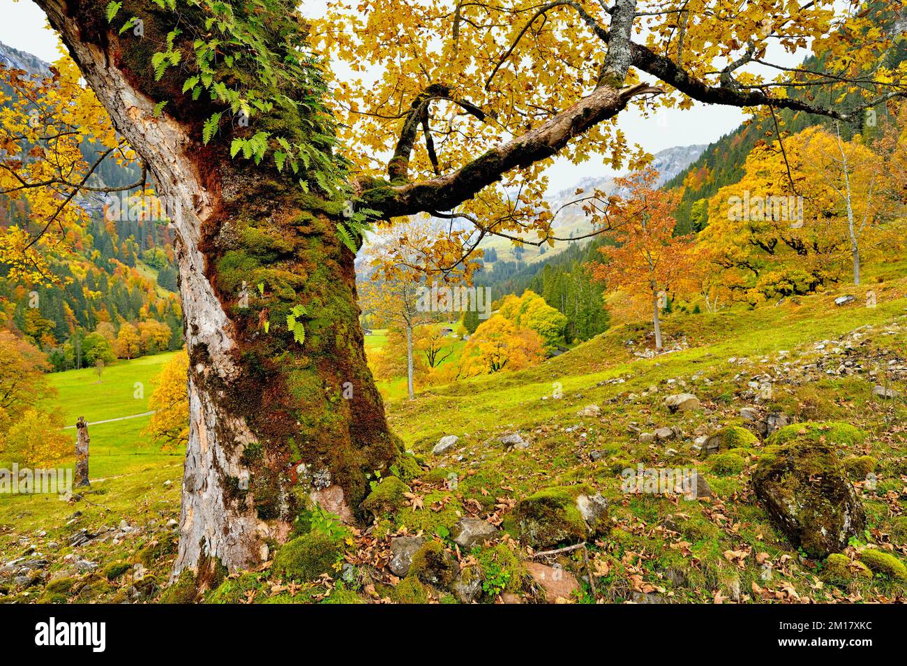 Autumn-coloured sycamore maple (Acer pseudoplatanus), Klöntal, Canton Glarus, Switzerland, Europe Stock Photo