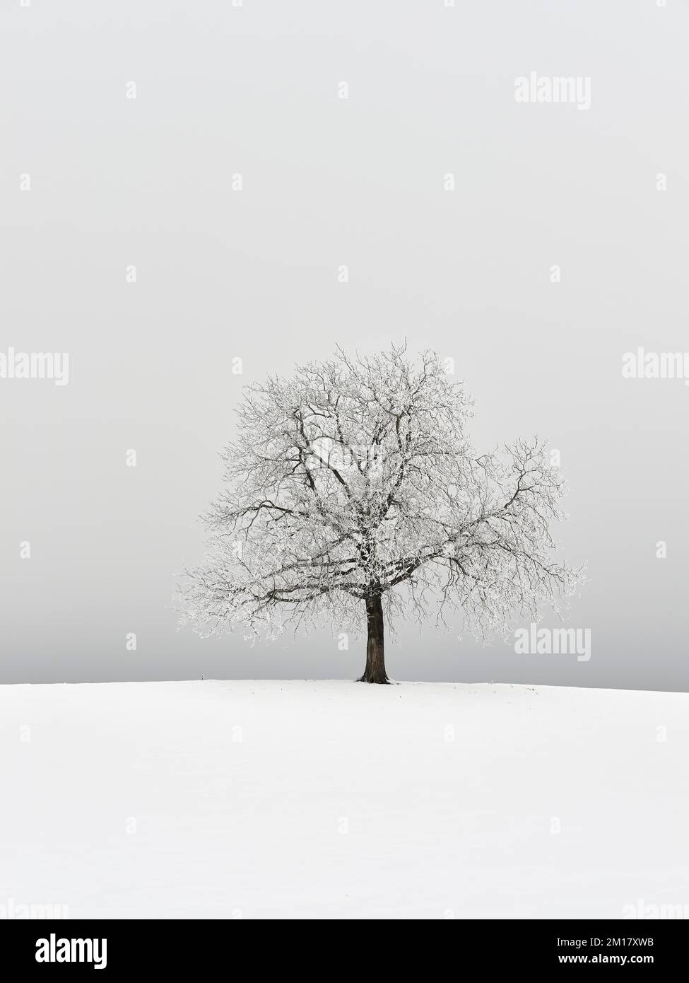 Winter Landscape, Snowy Tree in the Fog, Canton Zug, Switzerland, Europe Stock Photo