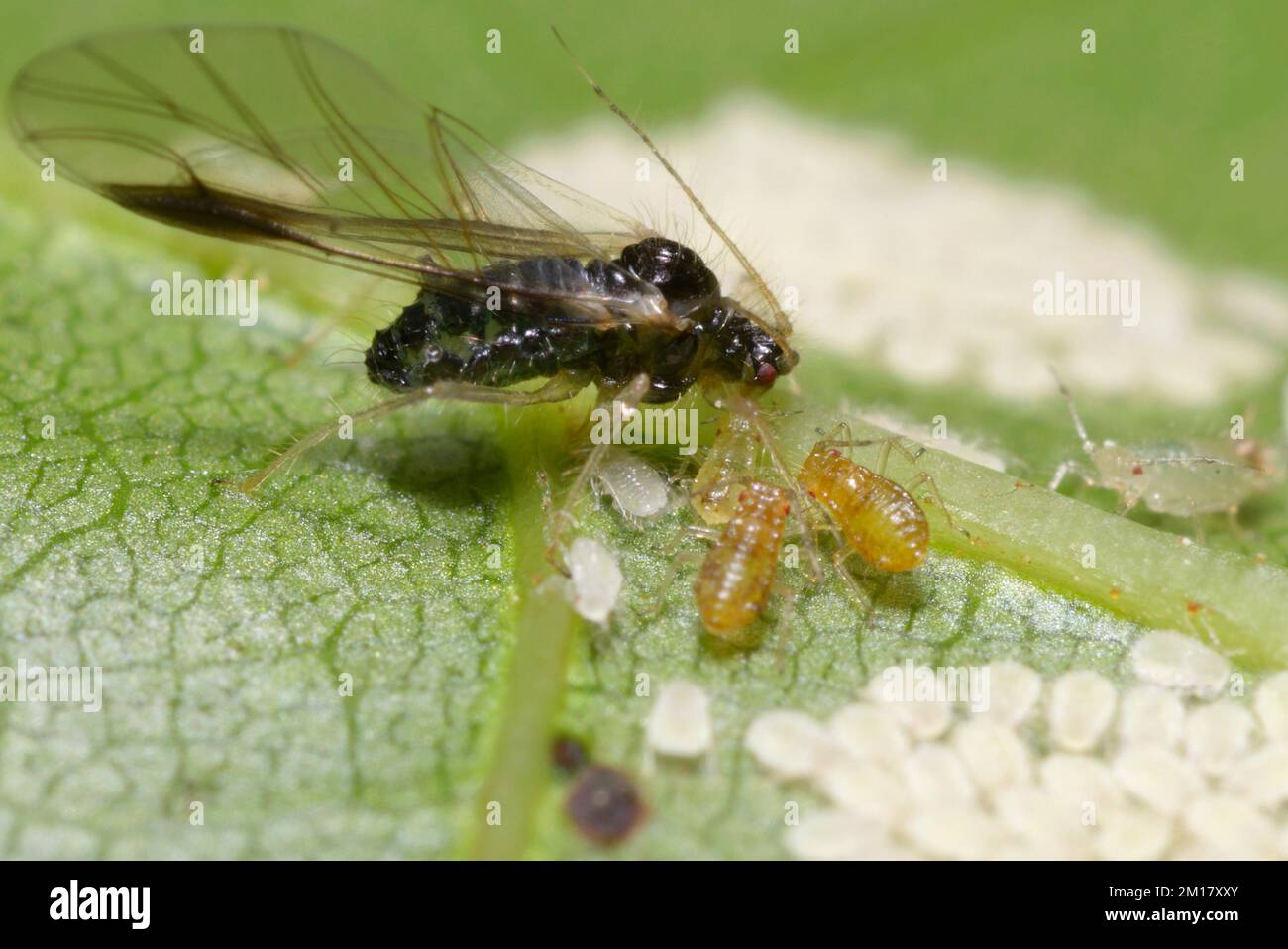 Winged Aphi Black winged aphid taking care of larvae, eggs on a green leaf of a ...