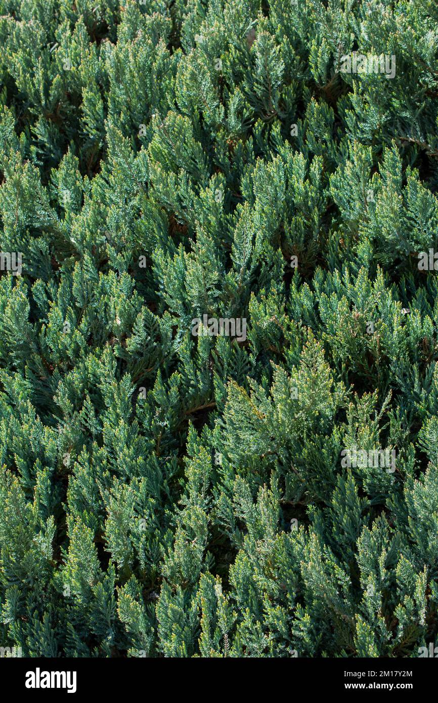 Green leaves of the spring season Stock Photo - Alamy