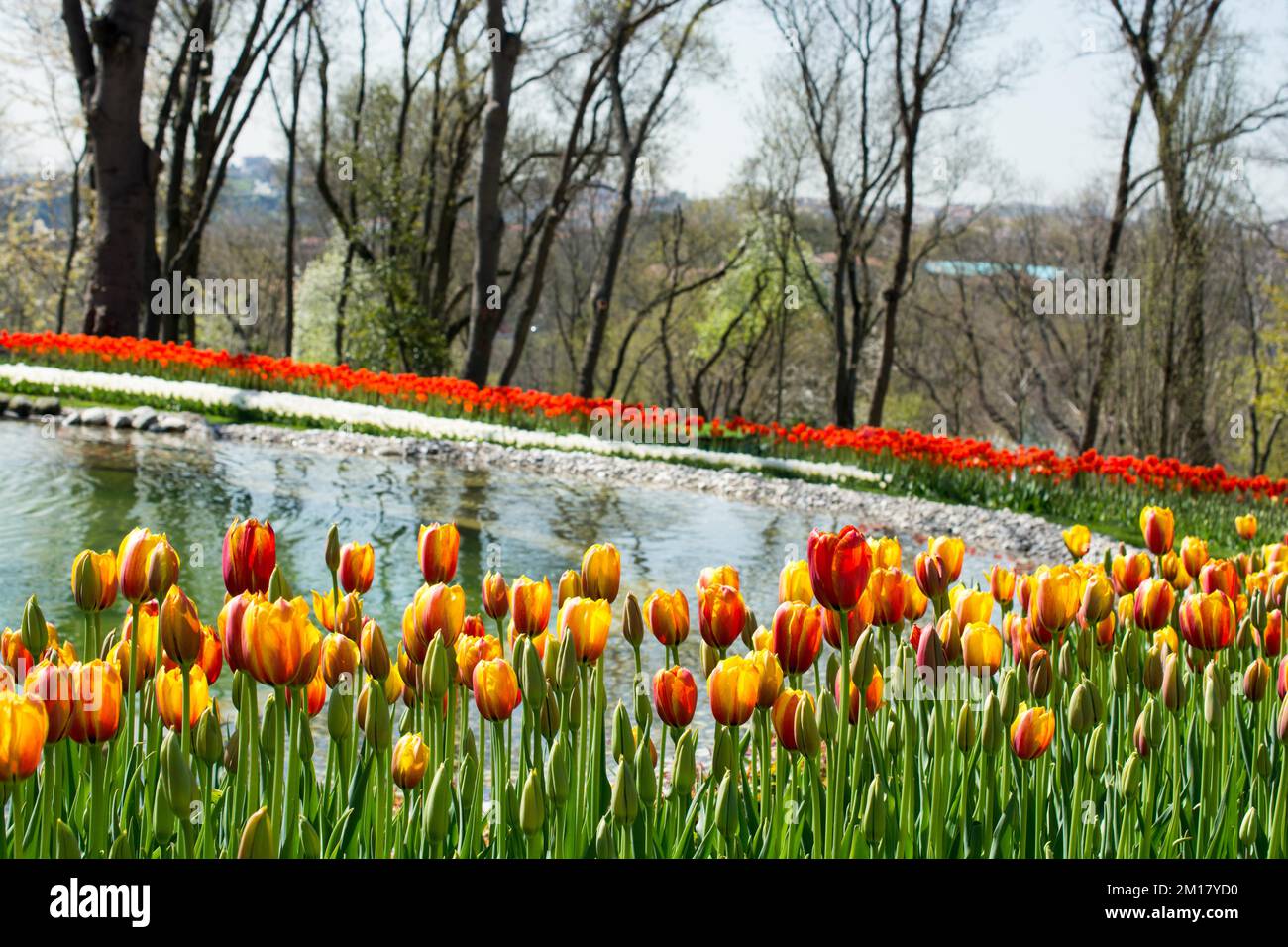 Colorful tulip flowers bloom in the garden Stock Photo - Alamy