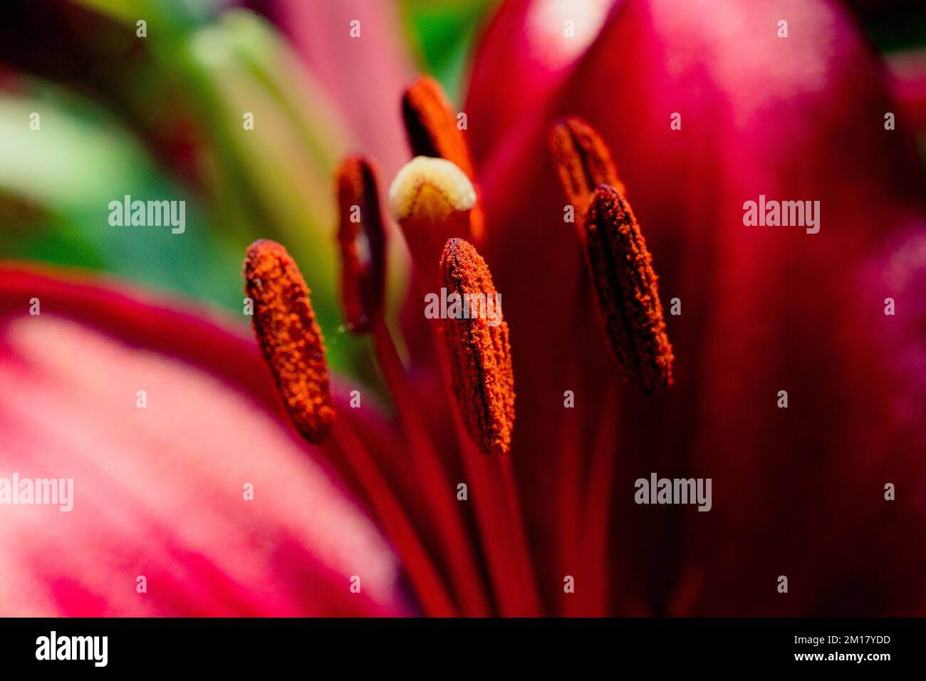 Blooming beautiful fresh lily flowers micro view Stock Photo