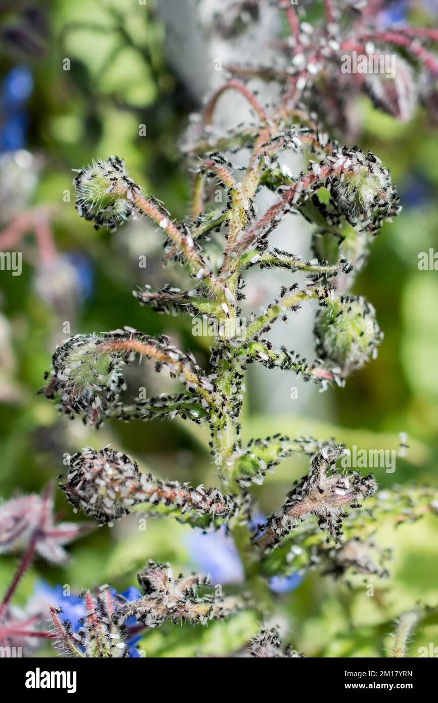 A swarm of flying ants gather on a floral plant Stock Photo Alamy