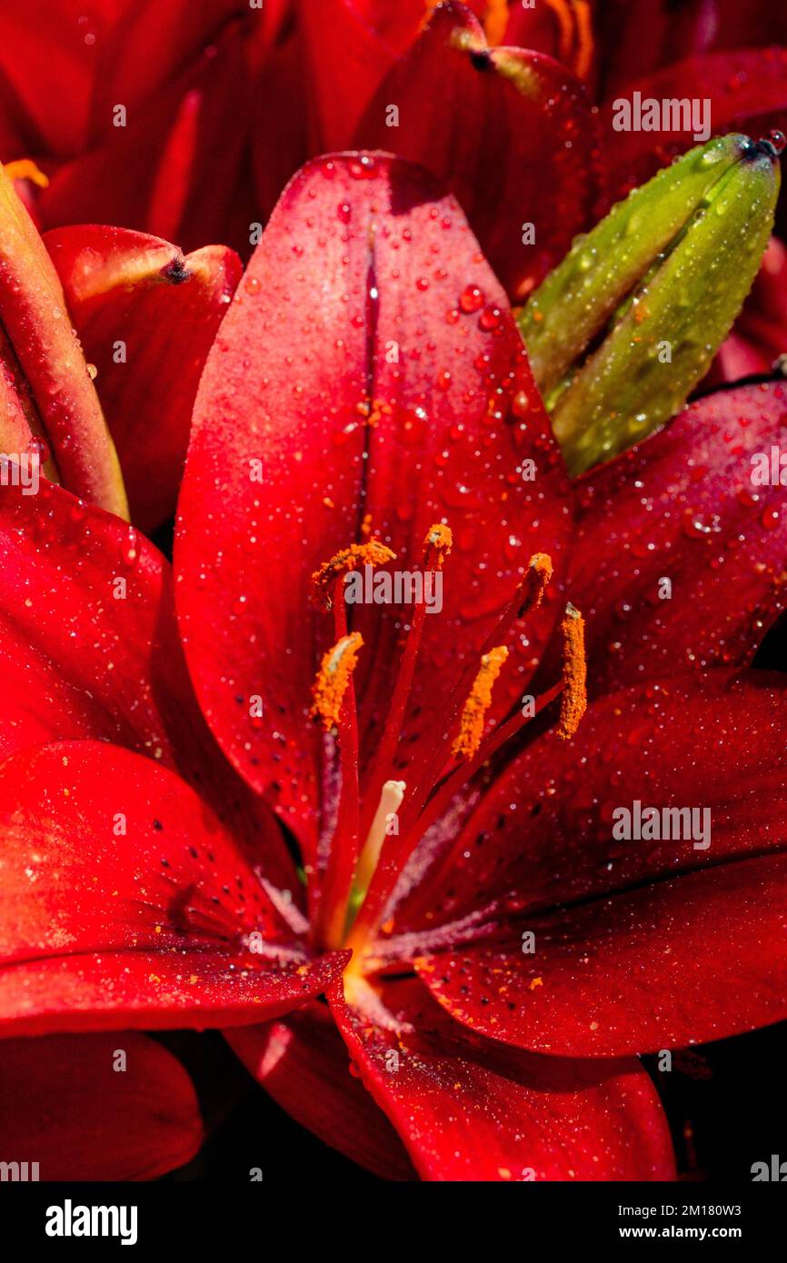 Blooming beautiful fresh lily flowers micro view Stock Photo