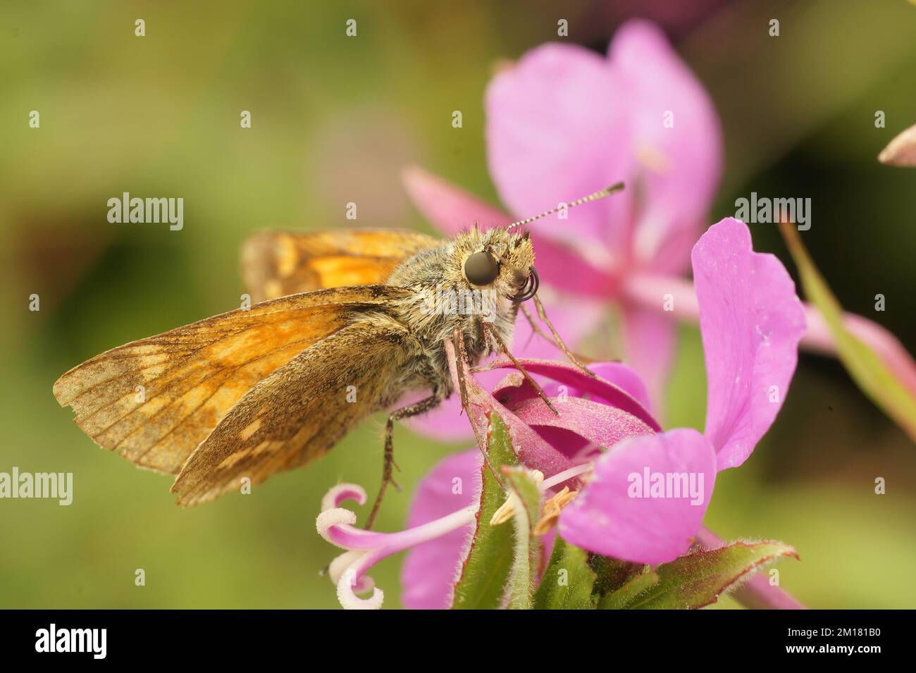 Natural closeup on a Large skipper butterfly, Ochlodes sylvanus, sitting on a pink flower in the garden Stock Photo