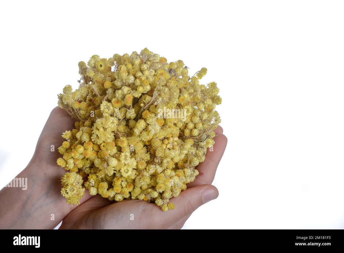 Child holding a bunch of dry yellow flowers in hand Stock Photo