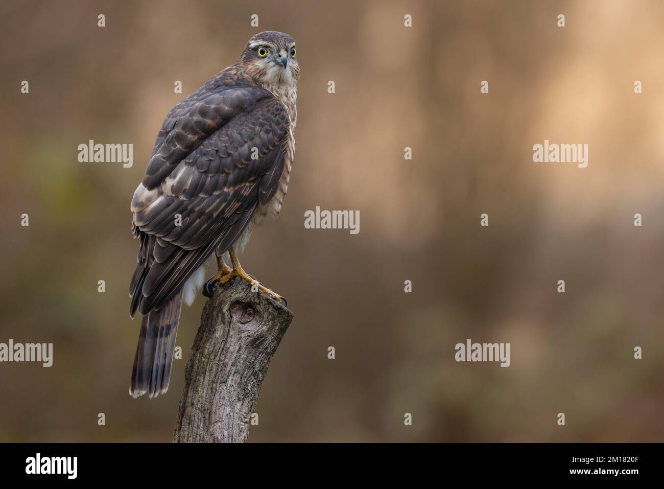 Juvenile male Sparrowhawk Bird of Prey. Wild falcon  in the UK photographed in West Yorkshire Stock Photo