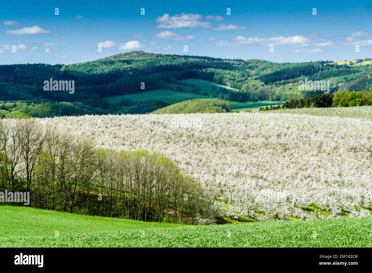 Agricultural landscape with green meadows, trees and a plantation of blooming apple trees Stock Photo