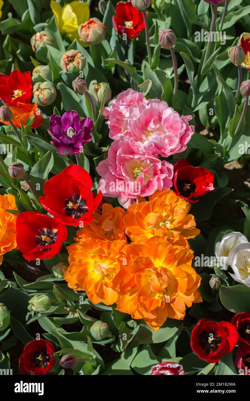 Blooming colorful tulip flowers in garden as floral background Stock ...