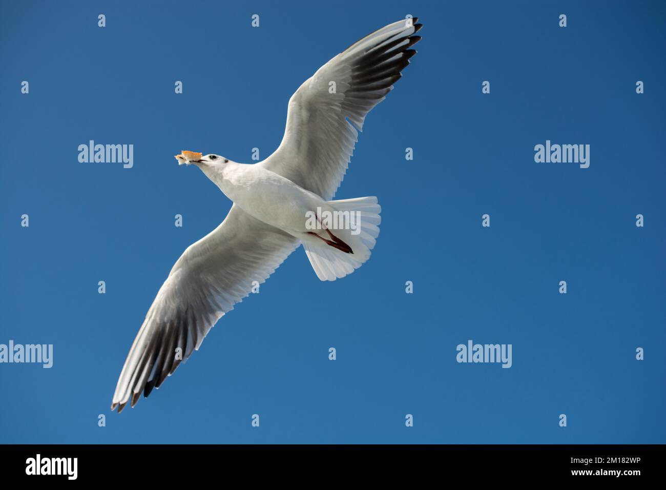 Single seagull flying in a sky as a background Stock Photo - Alamy
