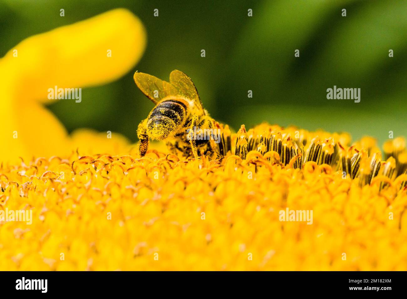 A Carniolan honey bee (Apis mellifera carnica) is collecting nectar at a common sunflower (Helianthus annuus) blossom Stock Photo
