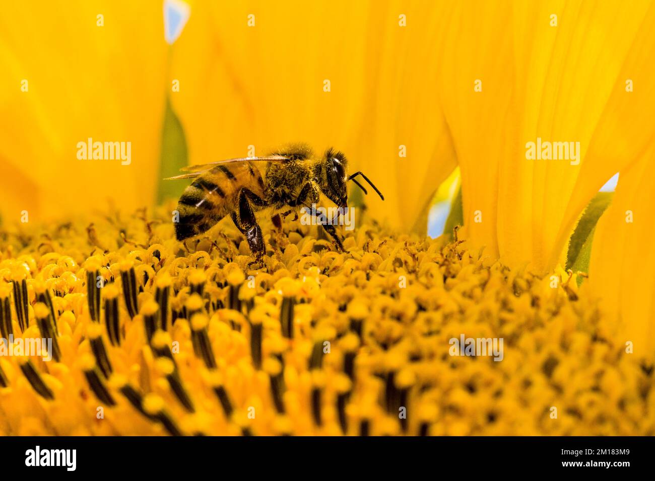 A Carniolan honey bee (Apis mellifera carnica) is collecting nectar at a common sunflower (Helianthus annuus) blossom Stock Photo