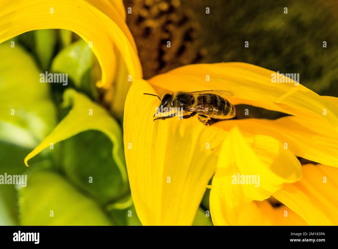 A Carniolan honey bee (Apis mellifera carnica) is sitting on a common sunflower (Helianthus annuus) leaf Stock Photo