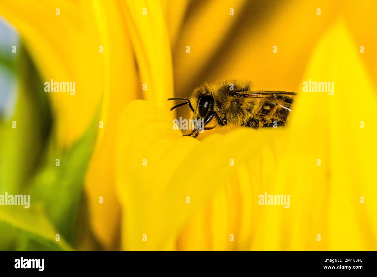 A Carniolan honey bee (Apis mellifera carnica) is sitting on a common sunflower (Helianthus annuus) leaf Stock Photo