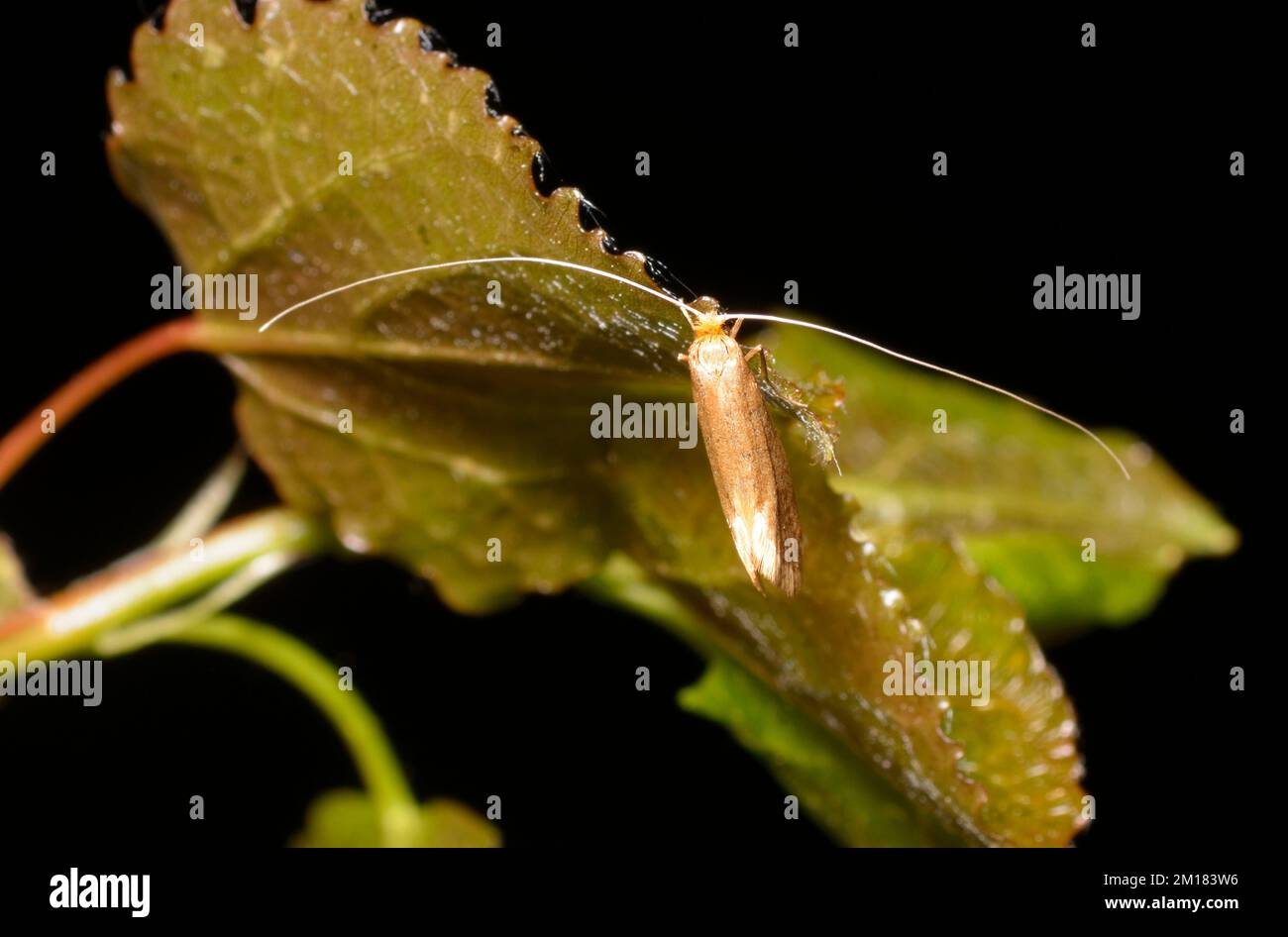 fairy longhorn moth, Nematopogon, sitting on a green leaf. Stock Photo