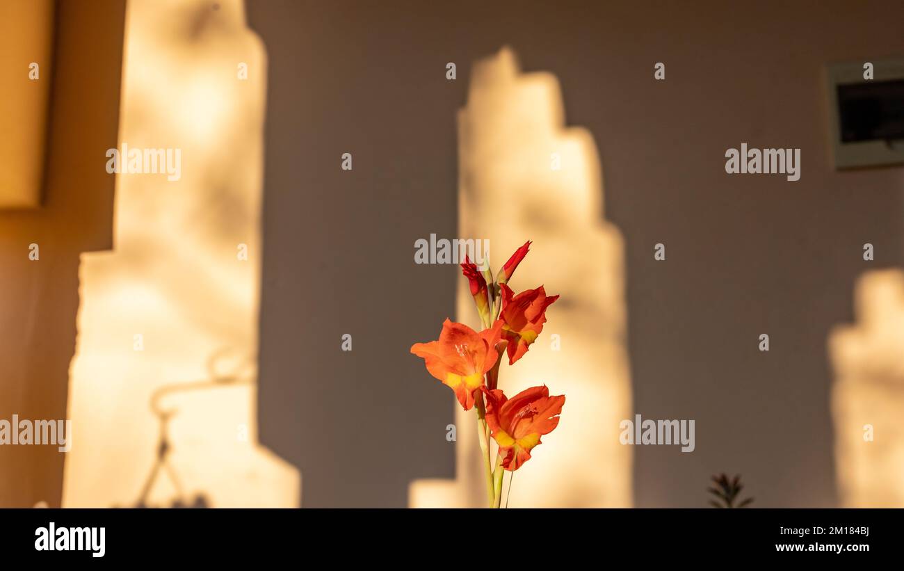 Closeup of a single orange gladiolus bloom with selective focus Stock Photo