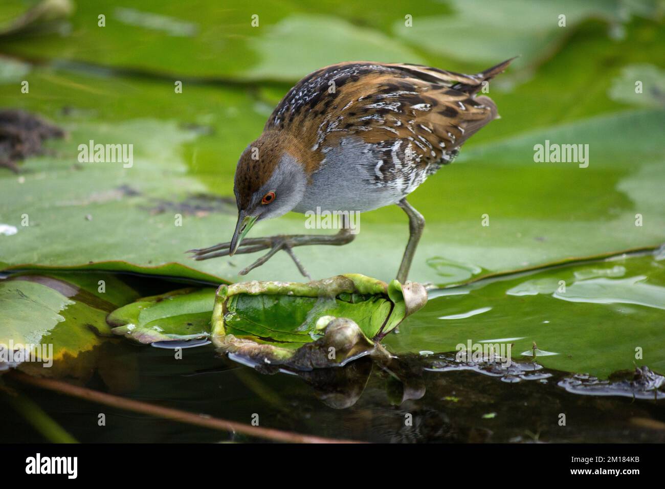 Aviaran hires stock photography and images Alamy