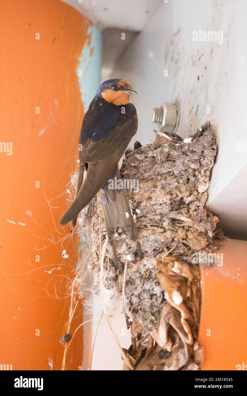A Swallow on it's nest under a building. Hirundo neoxena