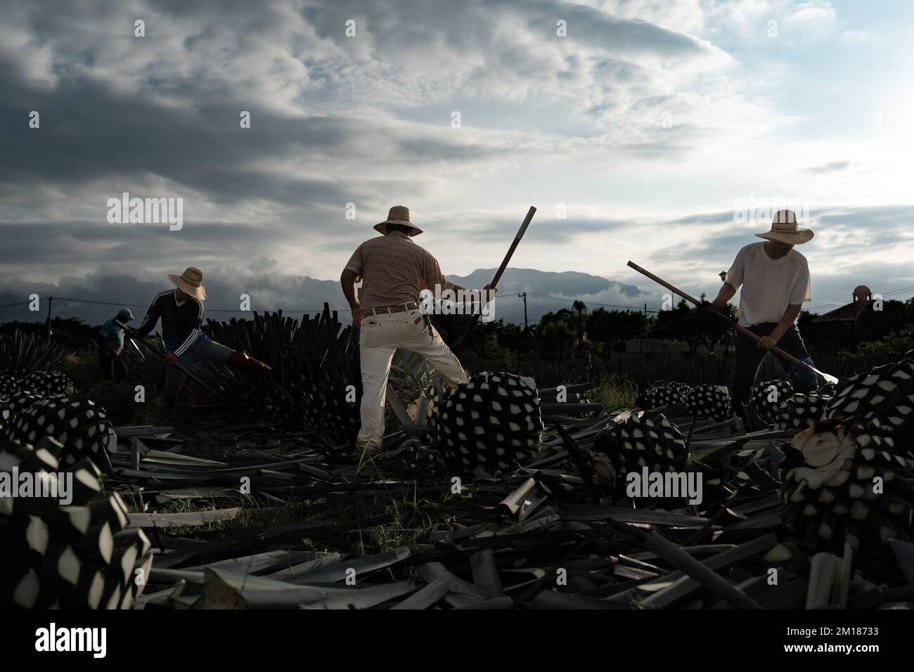 The farmers with straw hats cutting agave plants at dawn in Tequila