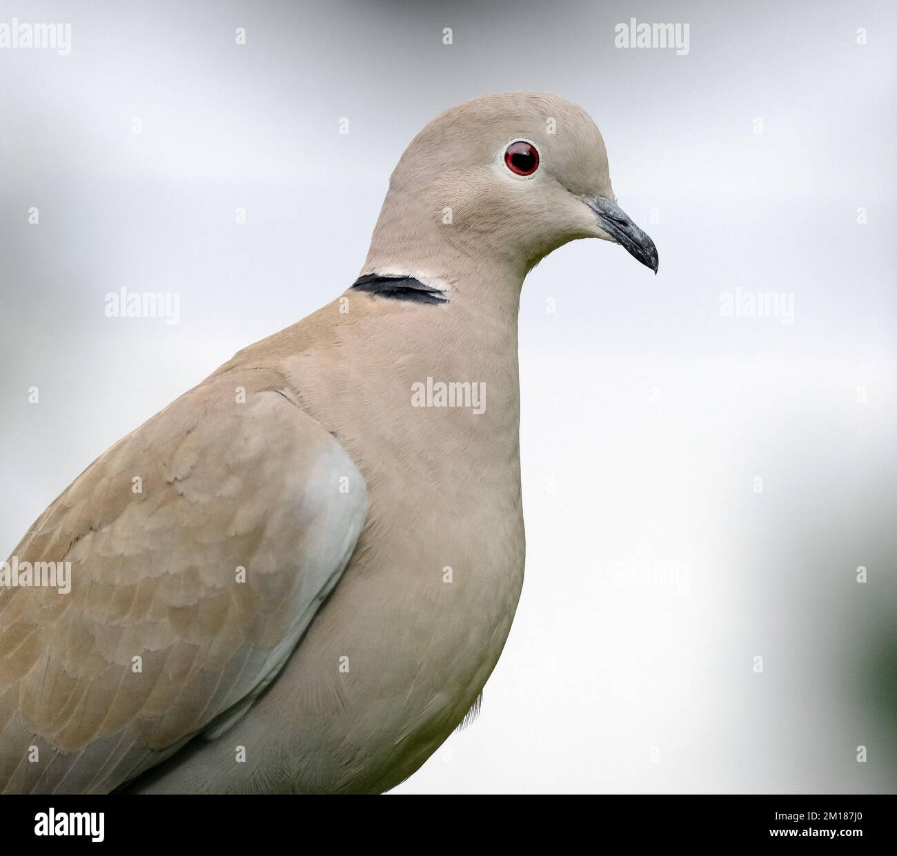 The Eurasian collared dove is a dove species native to Europe and Asia