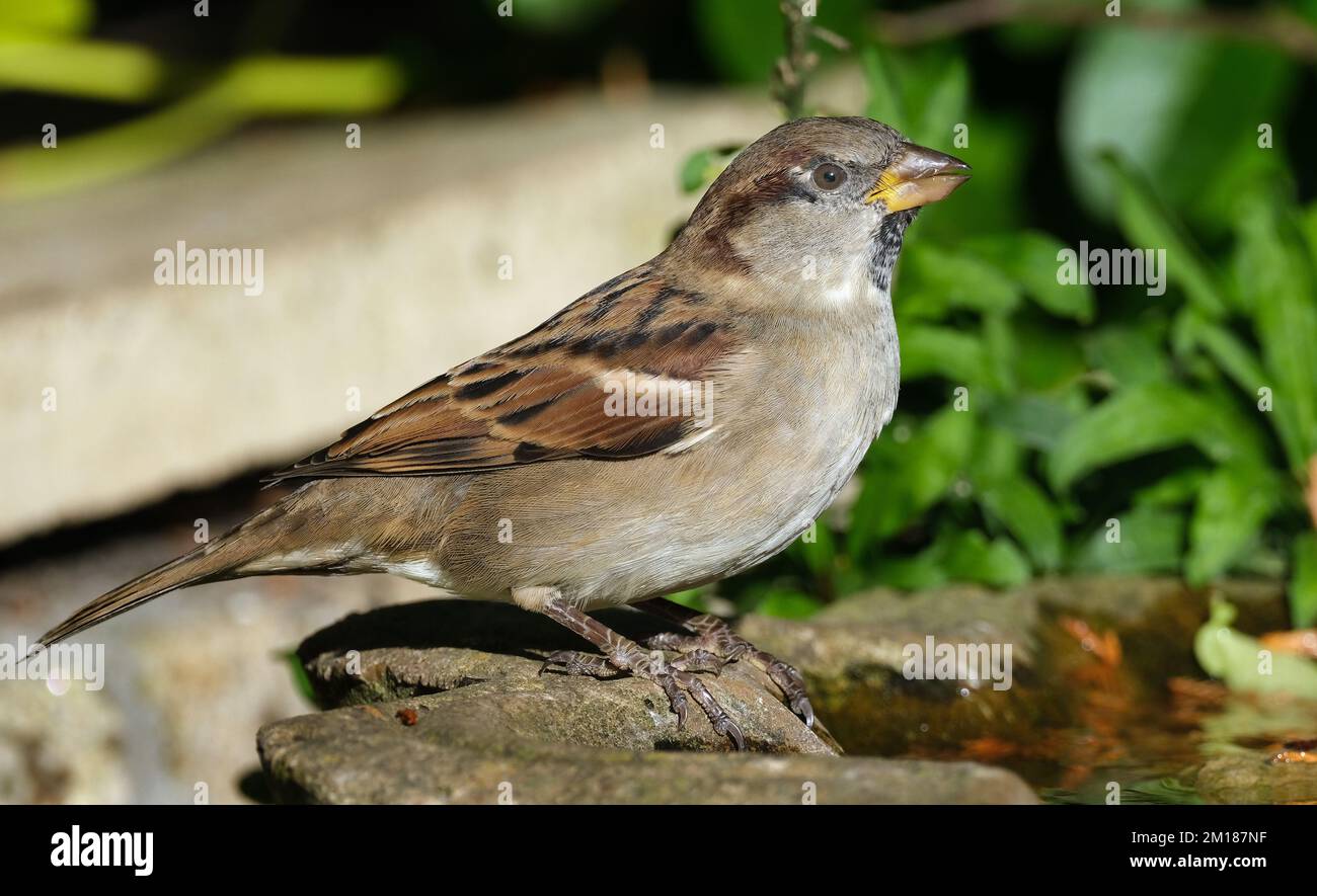 The house sparrow is a bird of the sparrow family Passeridae, found in most parts of the world. It is a small bird that has a typical length of 16 cm Stock Photo