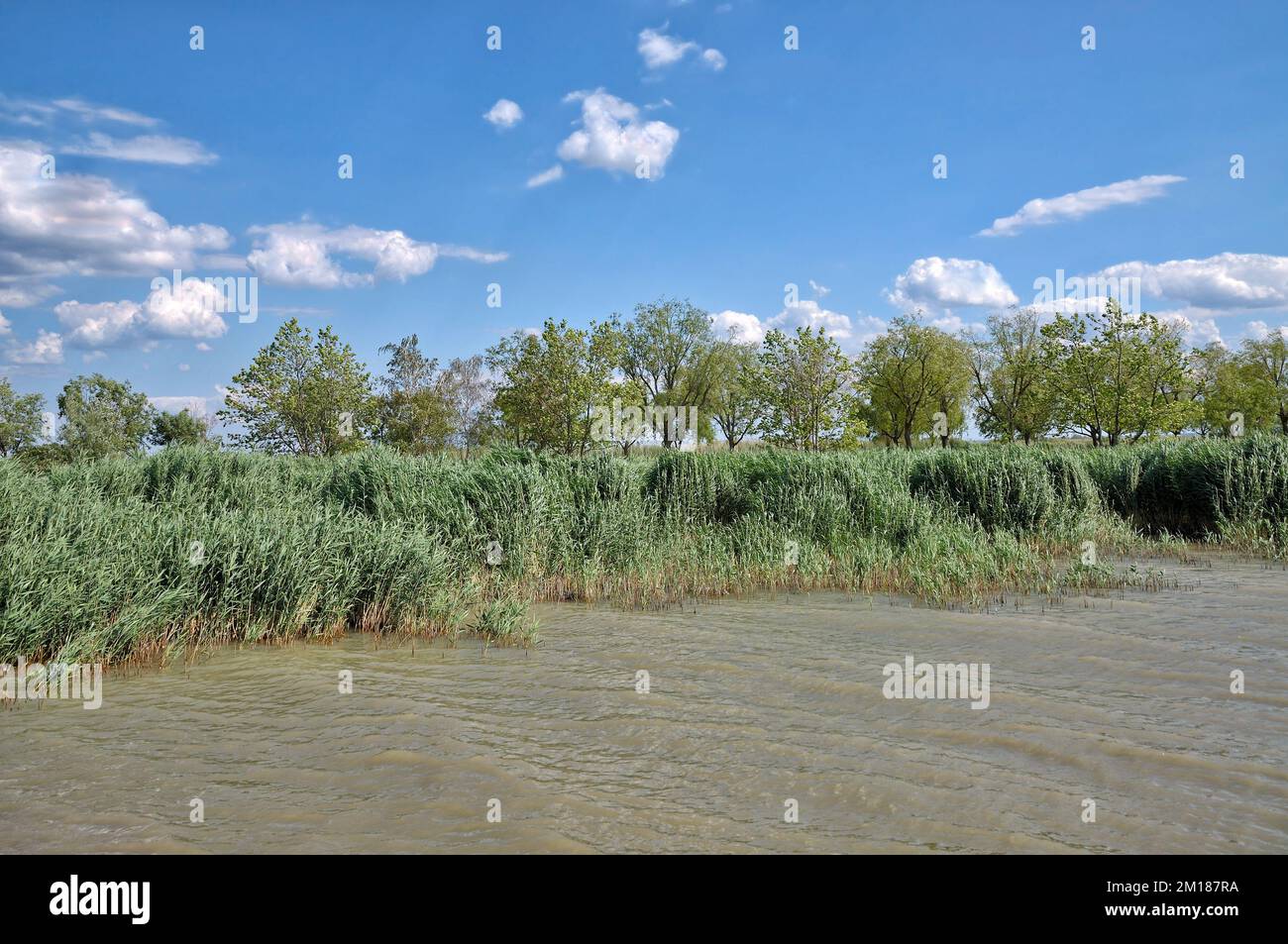 reed belt at Lake Neusiedler See,Burgenland,Austria Stock Photo