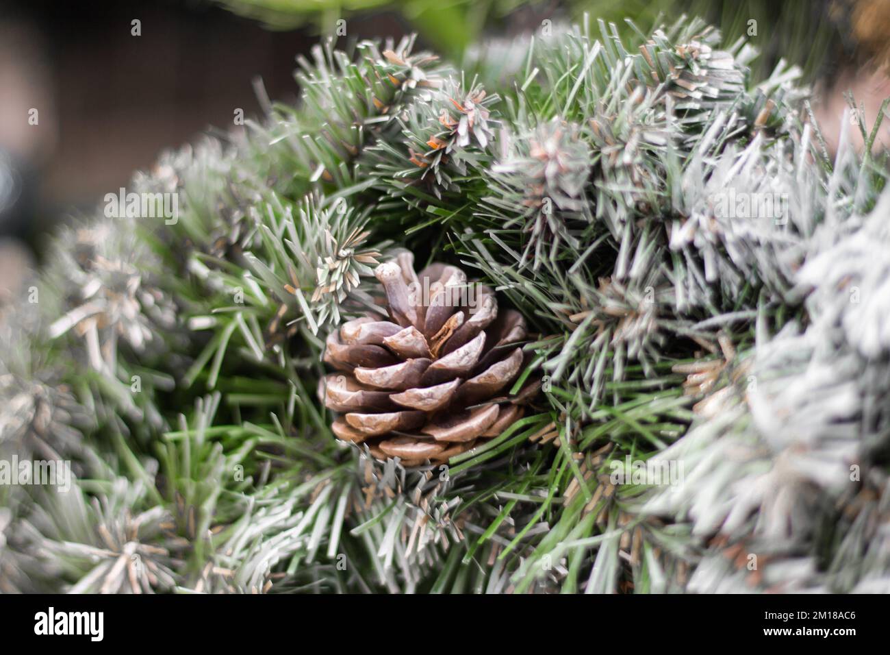 Christmas wreath. Evergreen tree with cone. Coniferous tree close up. Pine tree with cone and snow. Christmas tree decoration. Winter nature in detail Stock Photo