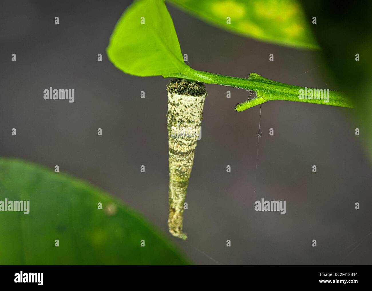 A closeup of the larval case of Psychidae moth hanging from green plant Stock Photo