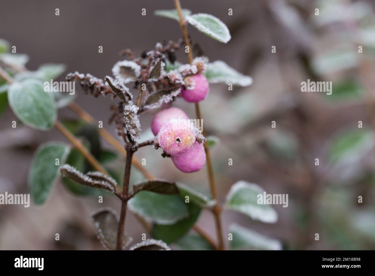 Symphoricarpos orbiculatus, coralberry berries covered with hoarfrost closeup selective focus Stock Photo