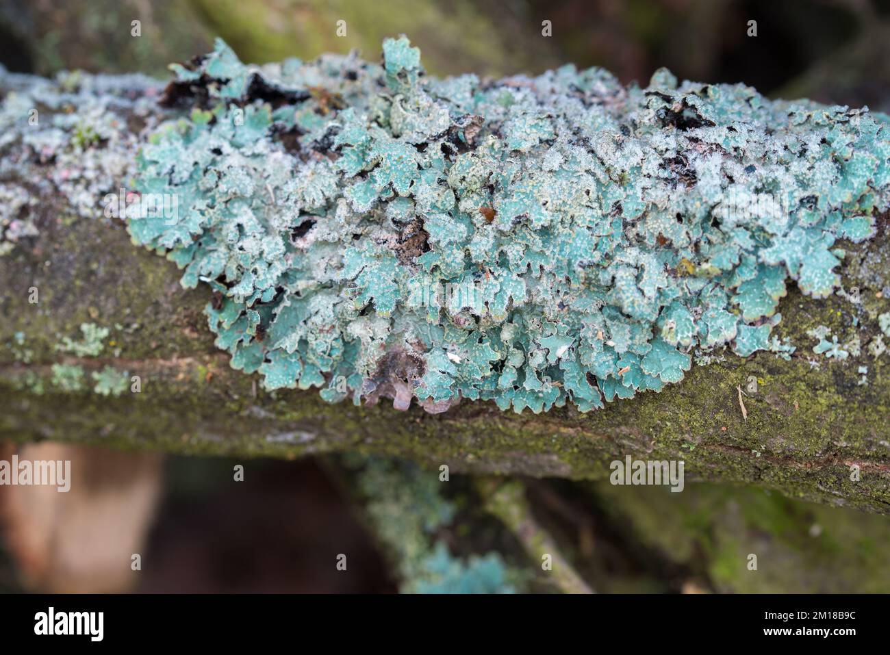 blue lichen on old tree branch closeup selective focus Stock Photo