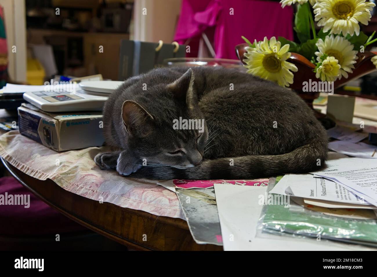Tabby cat curled up on the tabletop with defocused home background Stock Photo