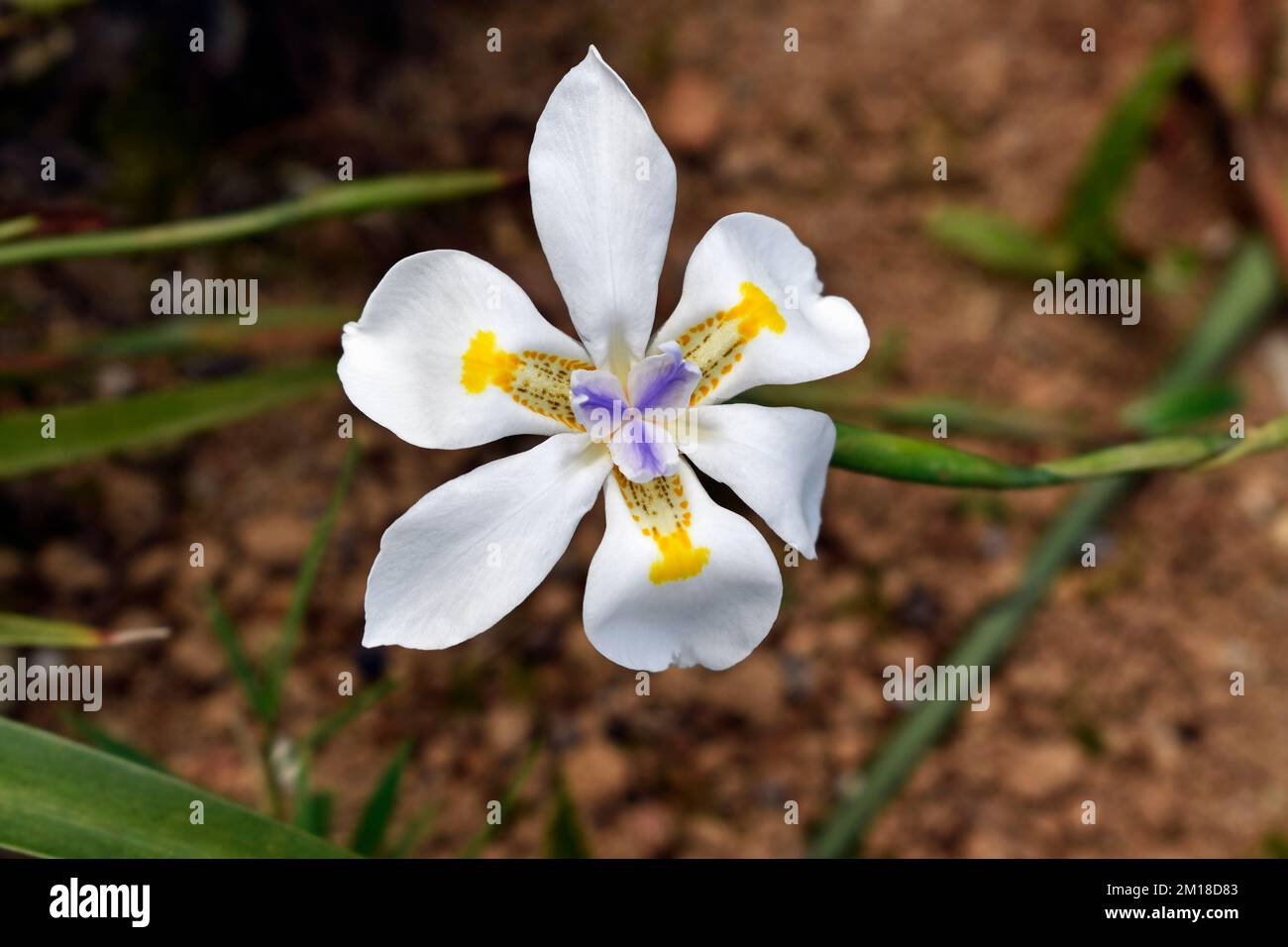 Large wild iris flower (Dietes grandiflora) on garden Stock Photo