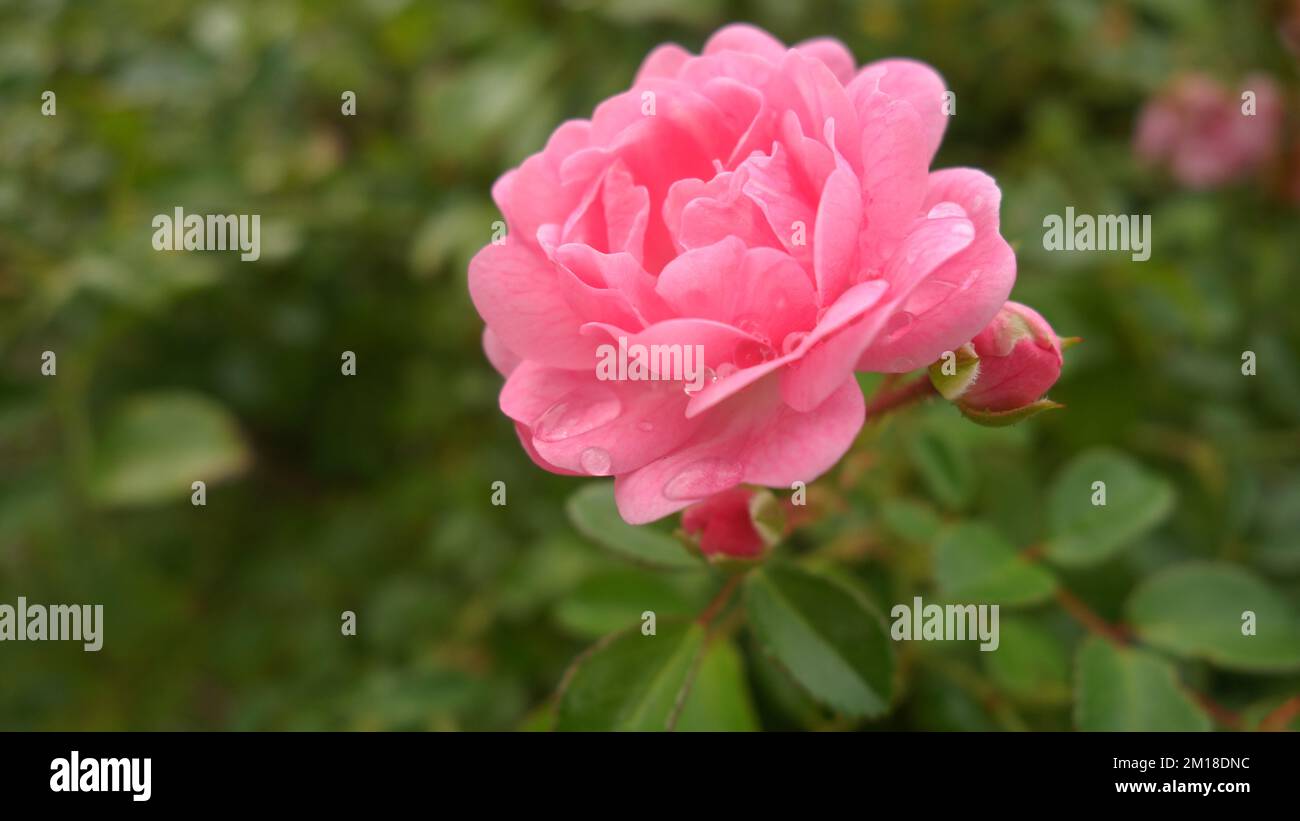 Botanical flower wild rose hi-res stock photography and images - Alamy