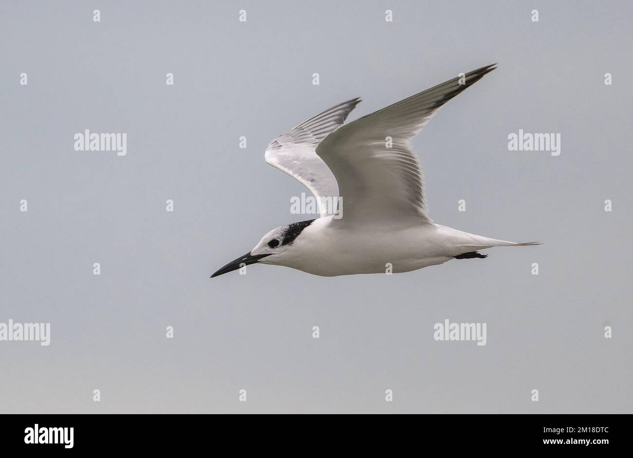 Sandwich tern,Thalasseus sandvicensis, in flight in winter plumage. Stock Photo