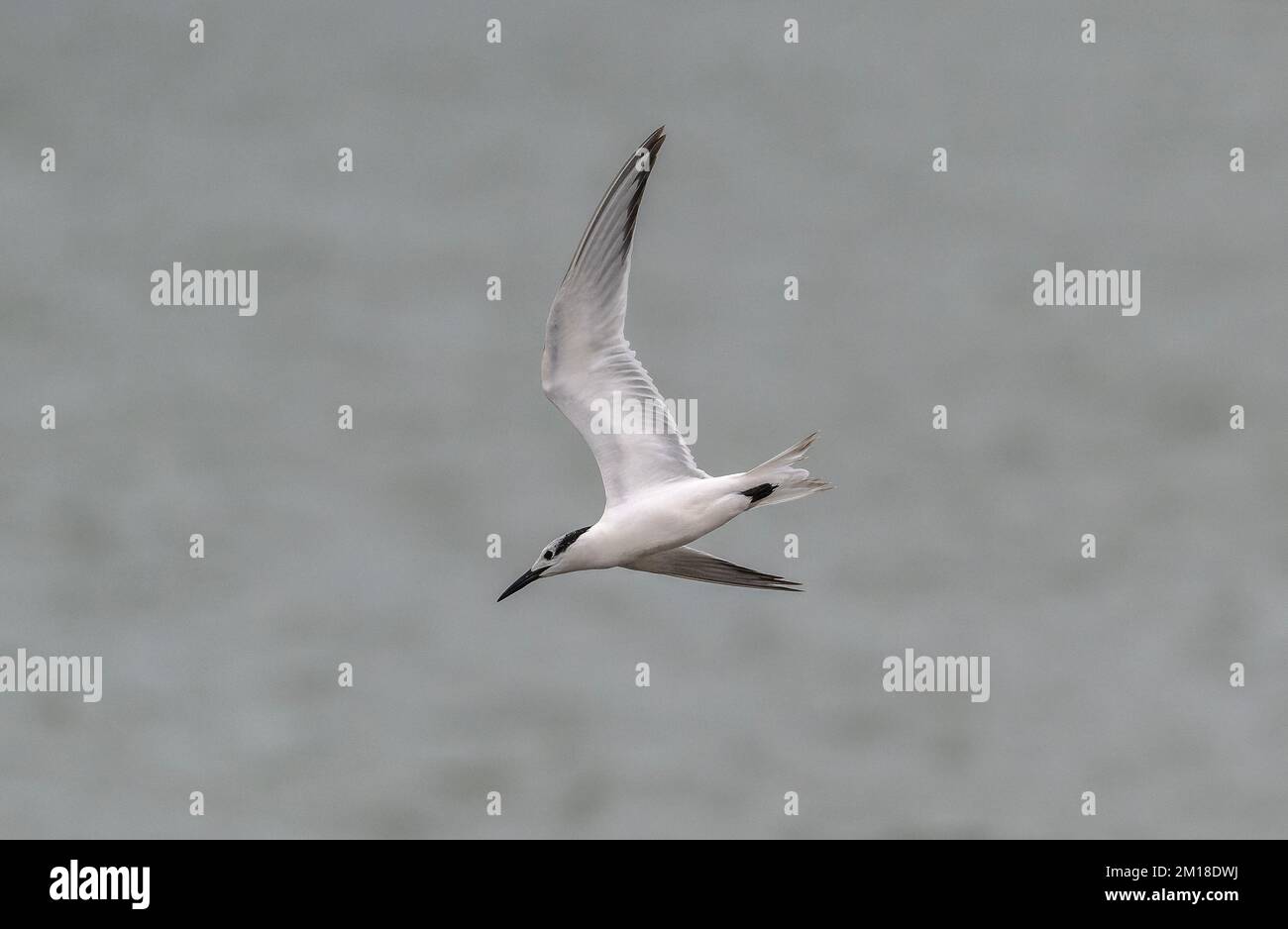 Cabot's tern,Thalasseus acuflavidus, in flight in winter plumage. Stock Photo