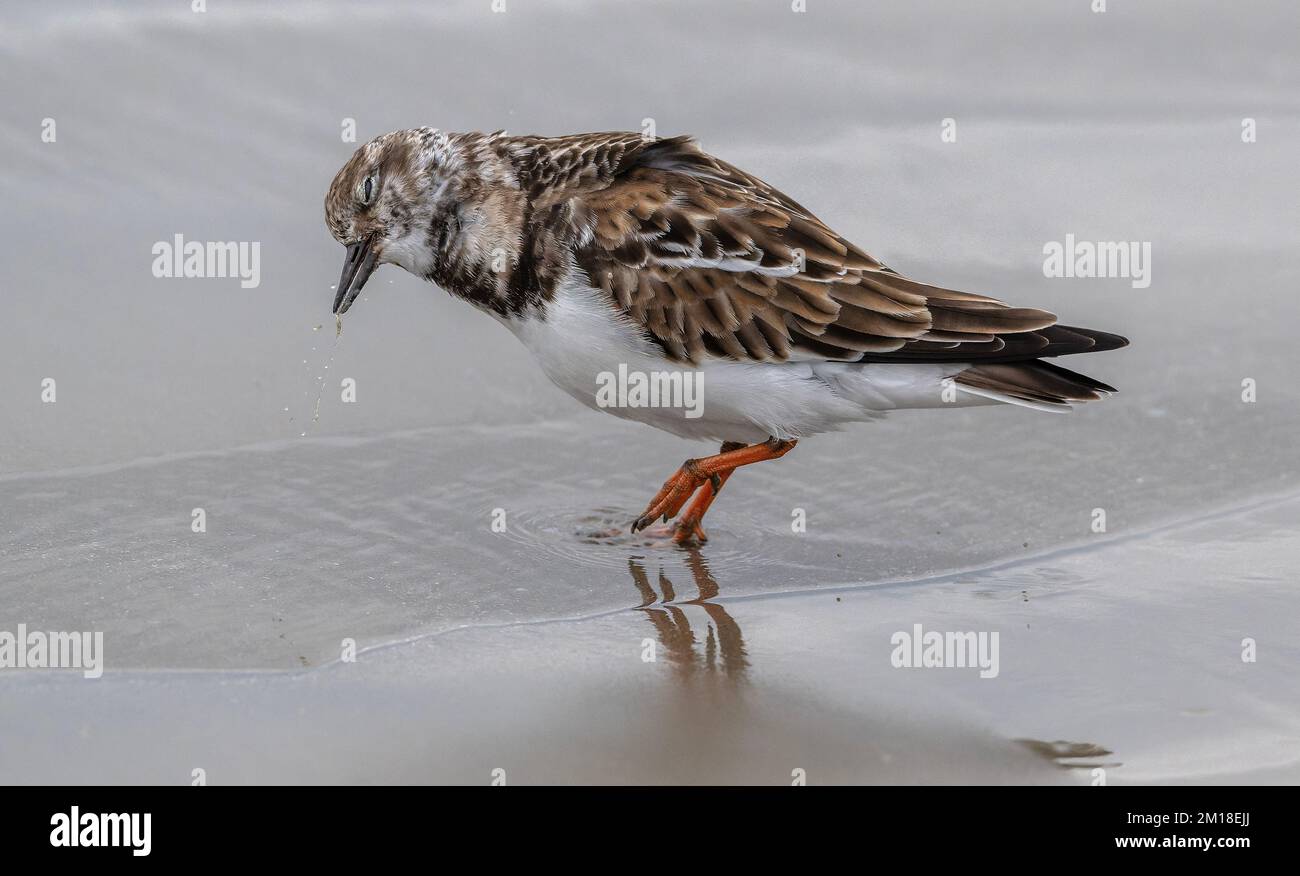 Turnstone, Arenaria interpres, in winter plumage, shaking after preening on sandy beach. Stock Photo