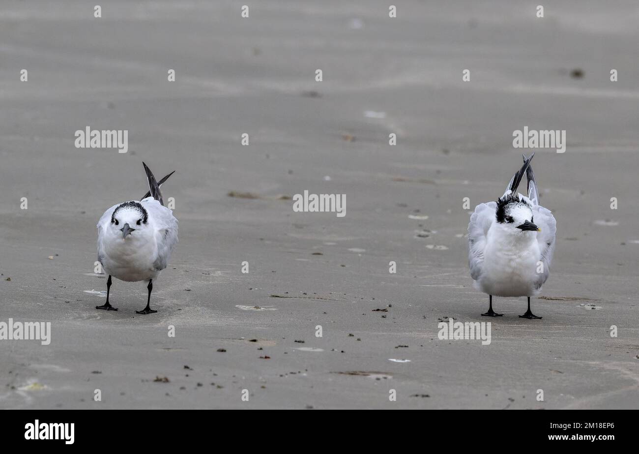 Sandwich Terns Thalasseus Sandvicensis Resting On Sandy Beach In