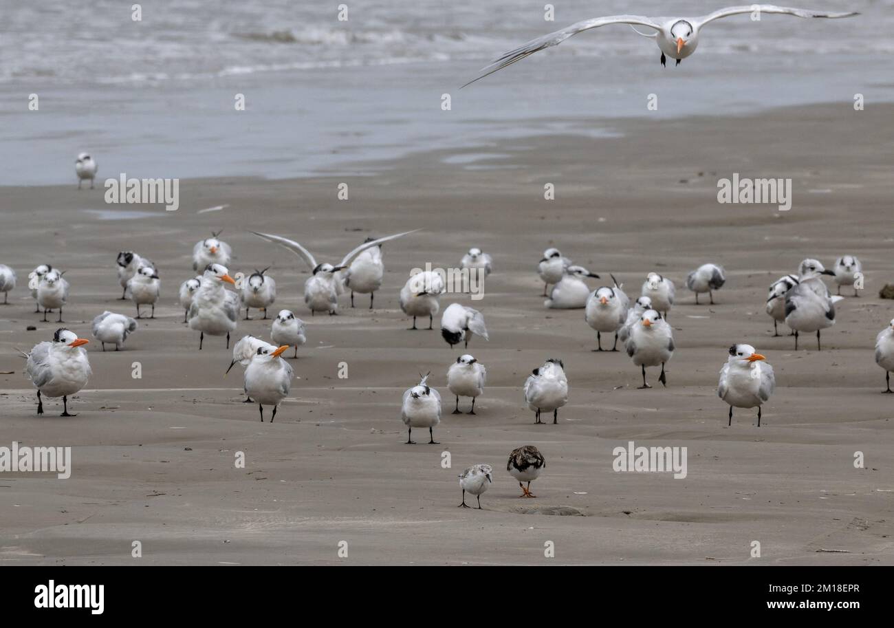Royal tern, Thalasseus maximus, in flight  over Sandwich terns, Thalasseus sandvicensis, and Royal Terns resting on sandy beach, with feeding waders ( Stock Photo