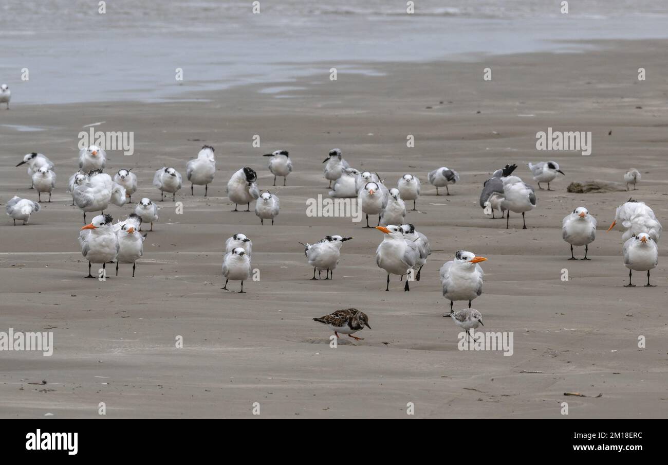 Sandwich Terns Thalasseus Sandvicensis And Royal Terns Resting On