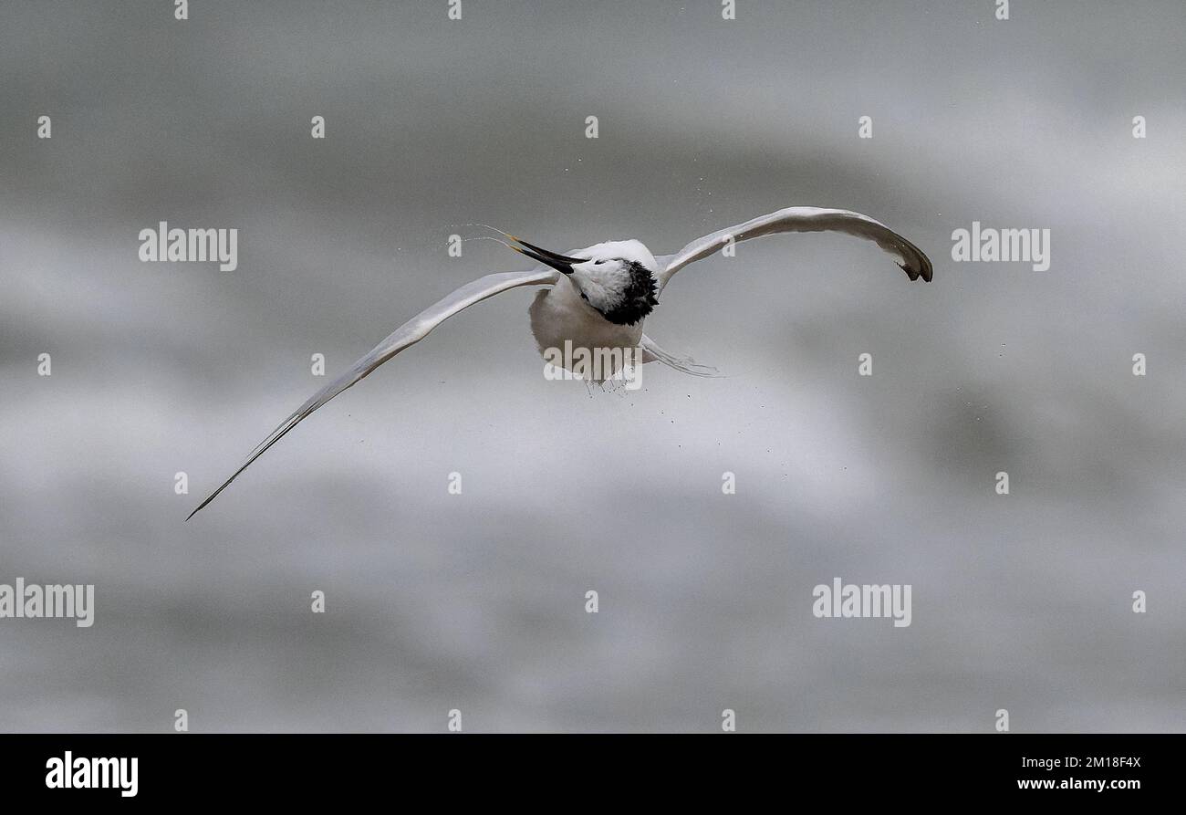 Sandwich tern, Thalasseus sandvicensis, in flight in winter, shaking itself after preening; Texas. Stock Photo