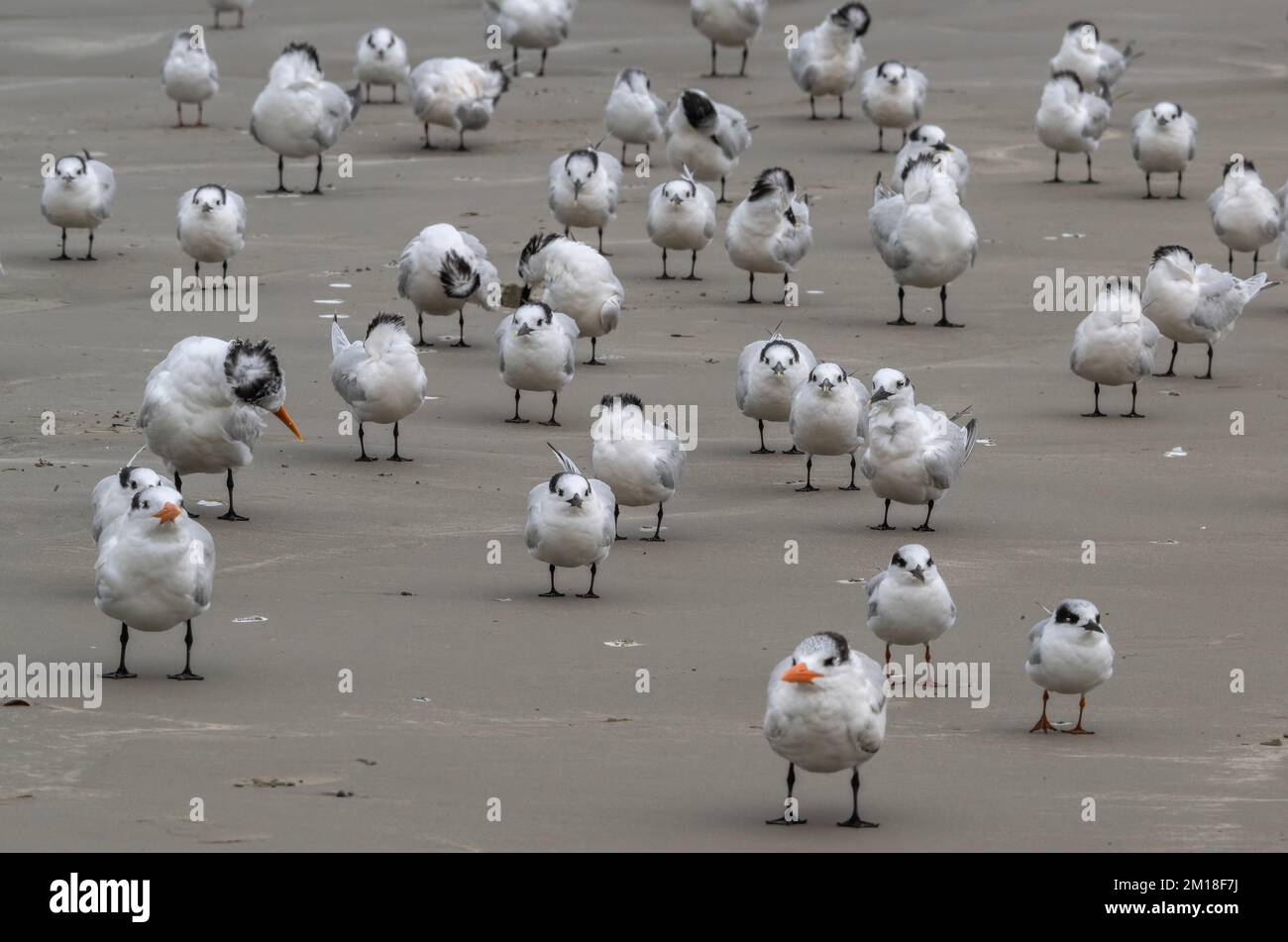 Resting group of wintering terns on sandy beach - Sandwich tern, Royal tern, and Forster's tern; Gulf of Mexico, Texas. Stock Photo