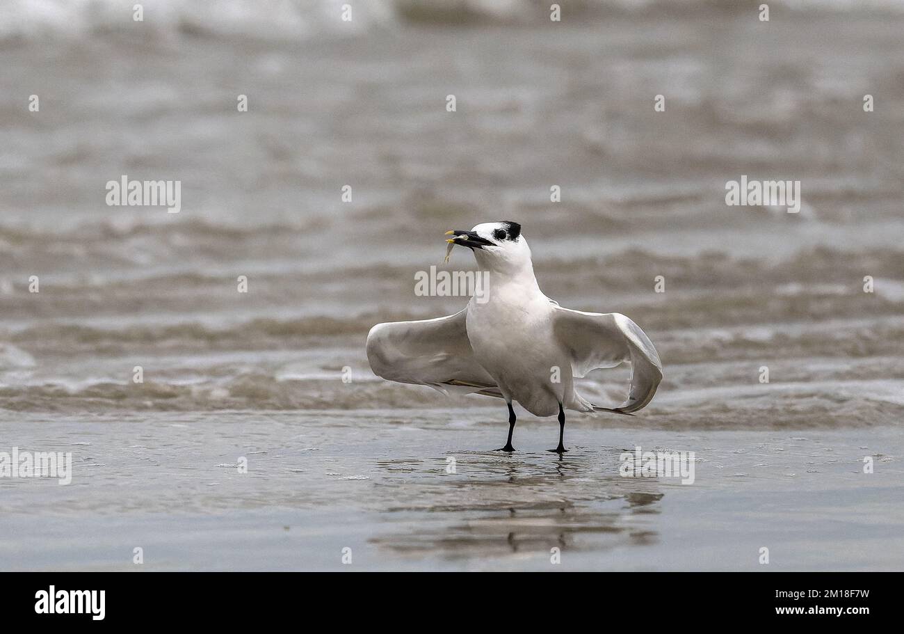 Sandwich tern, Thalasseus sandvicensis, in winter, displaying with caught fish on beach. Stock Photo
