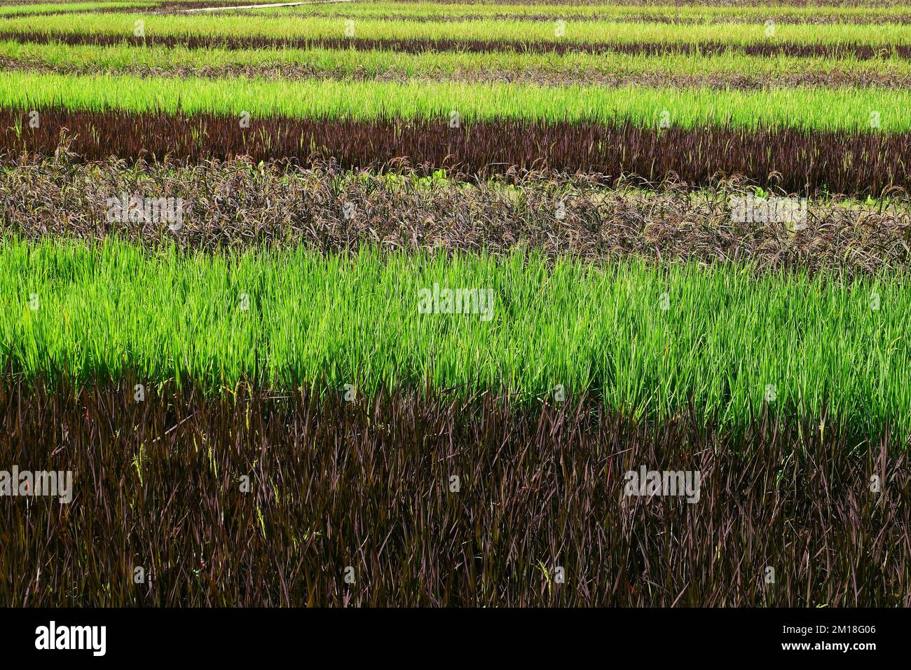 Sprouting Purple Rice Purple Rice plant in organic rice paddy fields Stock Photo - Alamy