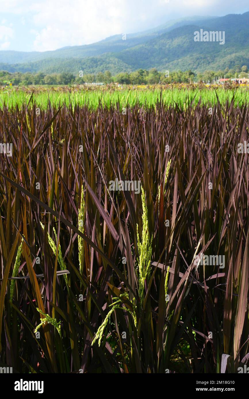 Sprouting Purple Rice Purple Rice plant in organic rice paddy fields Stock Photo - Alamy