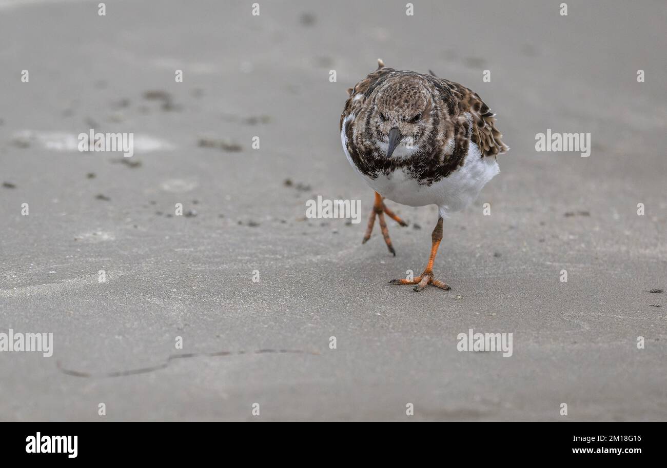 Turnstone, Arenaria interpres, in winter plumage, feeding along shoreline on sandy beach. Stock Photo